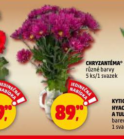 CHRYZANTÉMA