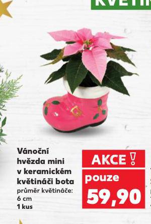 VÁNOČNÍ HVĚZDA MINI V KERAMICKÉM KVĚTINÁČI BOTA
