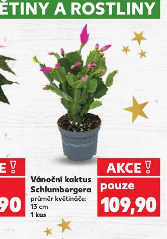 VÁNOČNÍ KAKTUS SCHLUMBERGERA