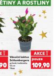VNON KAKTUS SCHLUMBERGERA