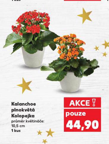 KALANCHOE PLNOKVĚTÁ KOLOPEJKA