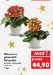 KALANCHOE PLNOKVT KOLOPEJKA
