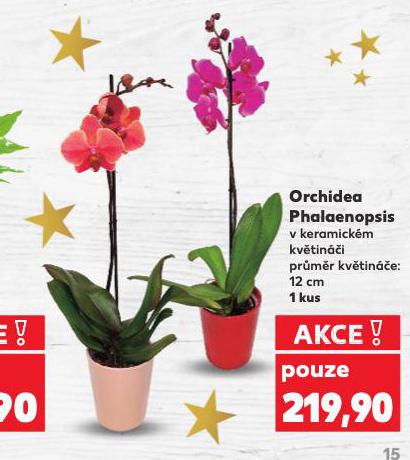 ORCHIDEA PHALAENOPSIS