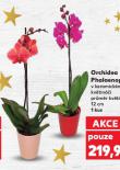 ORCHIDEA PHALAENOPSIS