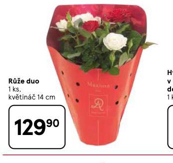 RŮŽE DUO