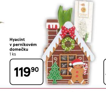 HYACINT V PERNÍKOVÉM DOMEČKU
