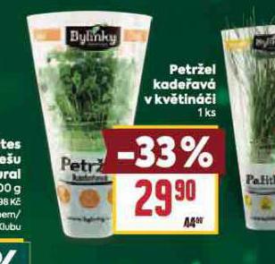 PETRŽEL KADEŘAVÁ V KVĚTINÁČI