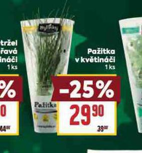 PAŽITKA V KVĚTINÁČI