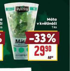 MÁTA V KVĚTINÁČI