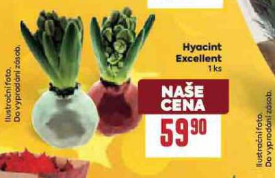 HYACINT EXCELLENT
