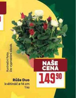 RŮŽE DUO