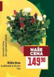 RŮŽE DUO
