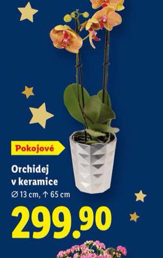ORCHIDEJ V KERAMICE
