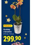 ORCHIDEJ V KERAMICE