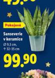 SANSEVERIE V KERAMICE