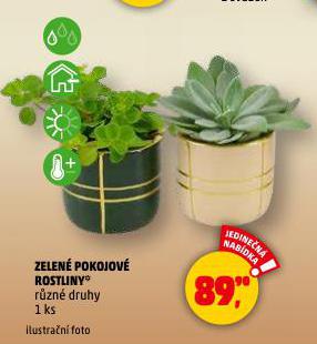 ZELEN� POKOJOV� ROSTLINY