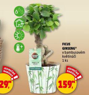 FICUS GINSENG