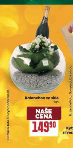 KALANCHOE VE SKLE