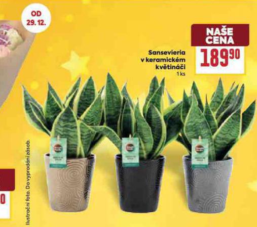 SANSEVIERIA V KERAMICK�M KV�TIN��I