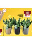 SANSEVIERIA V KERAMICK�M KV�TIN��I