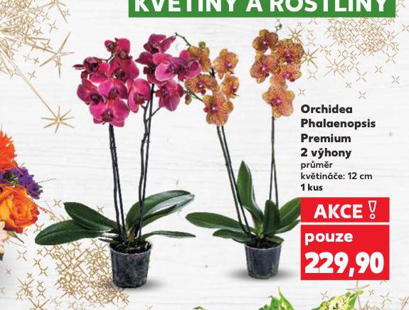 ORCHIDEA PHALAENOPSIS