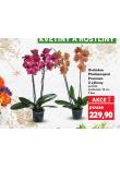 ORCHIDEA PHALAENOPSIS