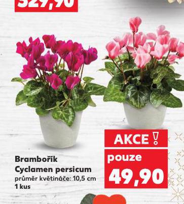 BRAMBO��K CYCLAMEN PERSICUM