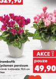BRAMBO��K CYCLAMEN PERSICUM