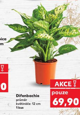 DIFENBACHIE