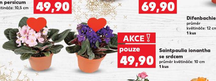 SAINTPAULIA IONANTHA SE SRDCEM