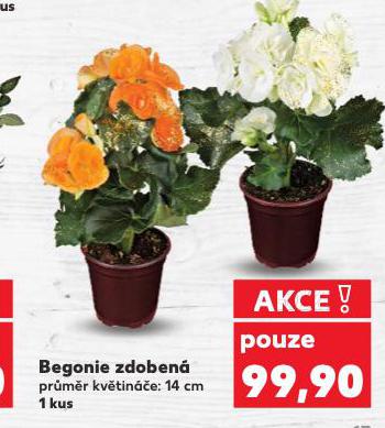 BEGONIE ZDOBEN�