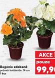 BEGONIE ZDOBEN�