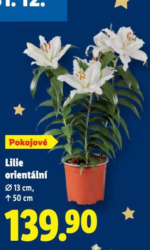 LILIE ORIENT�LN�