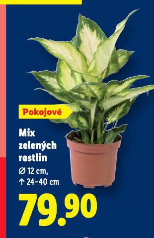 MIX ZELEN�CH ROSTLIN
