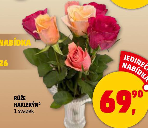 RŮŽE HARLEKÝN
