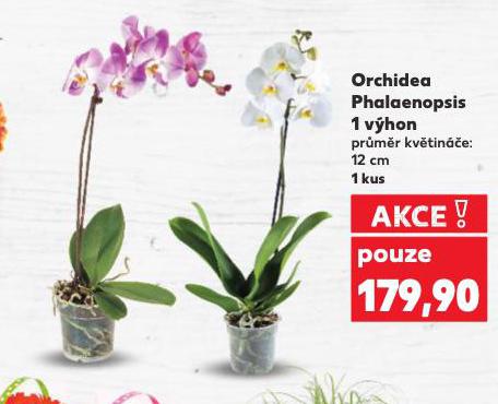 ORCHIDEA PHALAENOPSIS