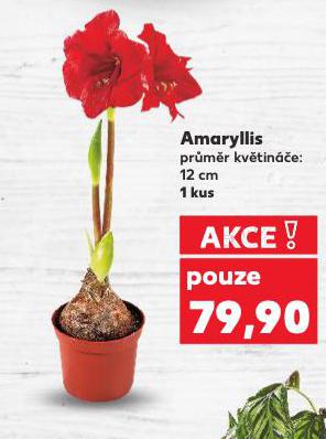 AMARYLLIS
