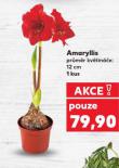 AMARYLLIS