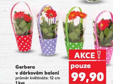 GERBERA V D�RKOV�M BALEN�