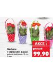 GERBERA V D�RKOV�M BALEN�