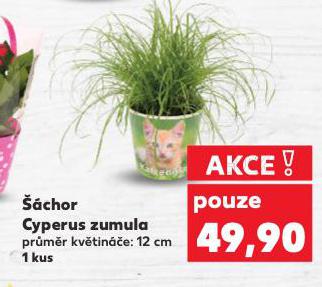 ŠÁCHOR CYPERUS ZUMULA
