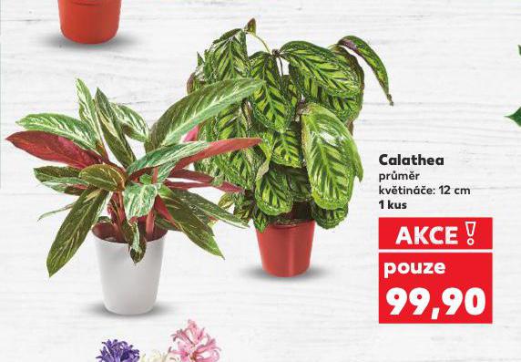 CALATHEA