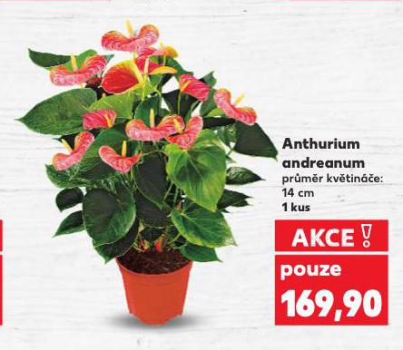 ANTHURIUM ANDREANUM