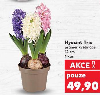 HYACINT TRIO