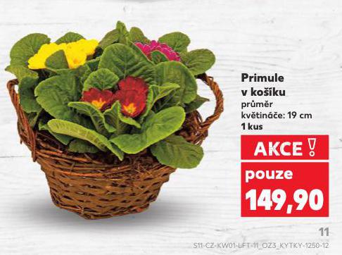 PRIMULE V KO��KU