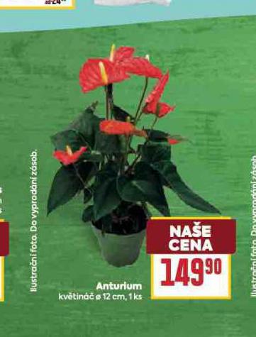 ANTURIUM