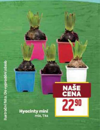 HYACINT MINI