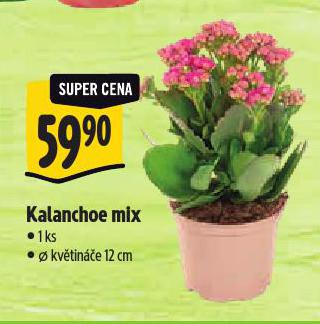 KALANCHOE MIX