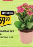 KALANCHOE MIX