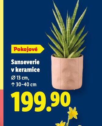 SANSEVERIE V KERAMICE
